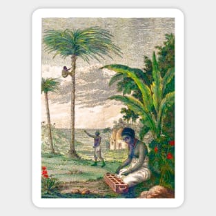 Natives picking coconuts Sticker